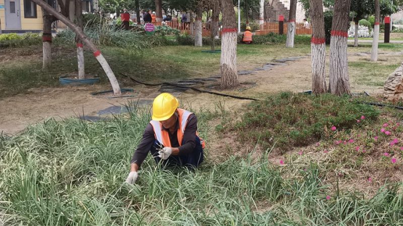 成都开业庆典绿植租赁：如何打造绿色氛围**