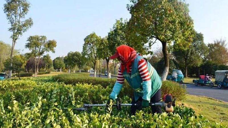 上海垂直绿化公司排名及报价，如何选择优质服务？**