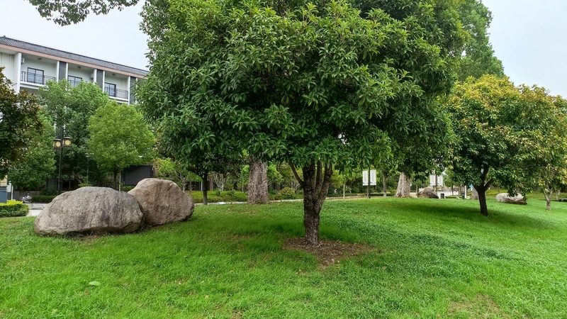绿化苗木种植公司报价清单，如何精准把握成本与质量？**